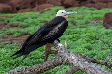 An Immature Magnificent Frigatebird (Fregata Magnificens). Galápagos Islands.	