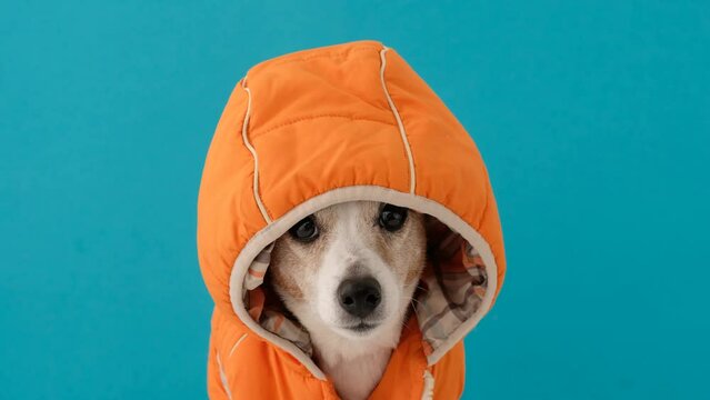 Cute little Jack Russell Terrier dog hiding under the hood of an orange vest, trembling and afraid isolated on blue background