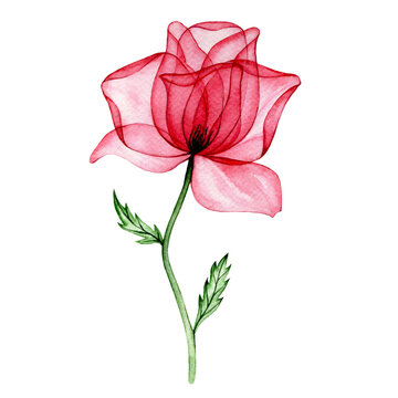 watercolor drawing, transparent flower pink rose. x-ray