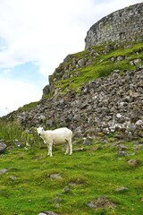 A single white sheep stands on a rocky hillside with ancient stone ruins towering behind in rural Scotland