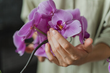 Hands carefully hold phalaenopsis flowers. Orchid care