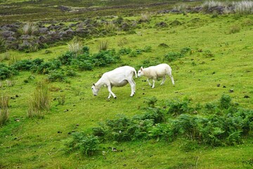 Two sheep grazing on grass on a rocky hillside