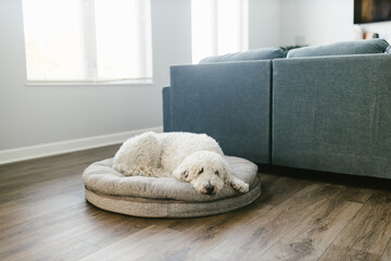 White golden doodle dog lays on dog bed in family room at home - obrazy, fototapety, plakaty