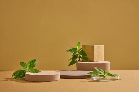 Scene for cosmetic product presentation with round podiums and fresh leaves of spearmint on brown background. Spearmint leaves are a commonly used ingredient in herbal tea. Herbal ingredient
