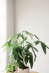 House Plant Money Tree in Simple Home Interior