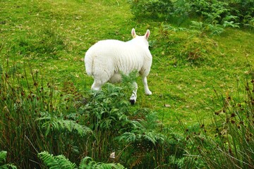 Lone woolly white sheep runs through a grassy meadow surrounded by leafy ferns