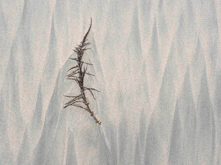 seaweed washed up on the sand of Matosinhos beach, Porto