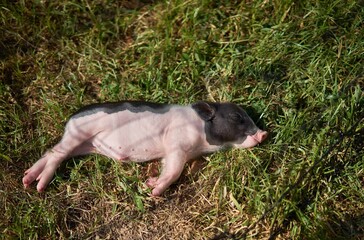 Little piglet on green grass in the field, Selective focus © Cavan