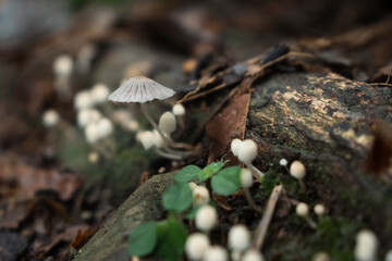 white mushrooms growing on a rotten log