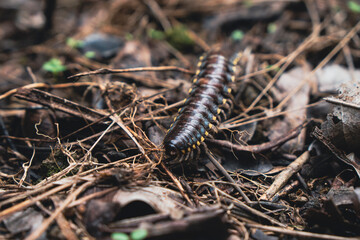 a centipede bug crawling on the ground of a forest