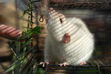 Rat in a cage. Rodent behind bars. White rat.