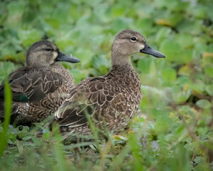 Twi Blue-winged Teals Pausing in a Wetland