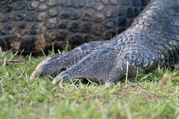 Naklejka premium A Closeup of an +American Alligator Foot