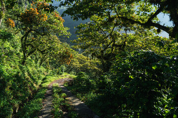 a road trail on a dense vegetation rainforest in Mexico