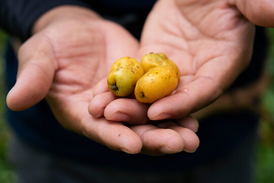 Jobo fruit on the hands of a person in Mexico