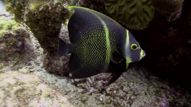 A juvenile French angelfish swims back and forth under the healthy Caribbean coral. 