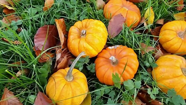 Group of small organic pumpkins harvest scattered on autumn grass outdoors