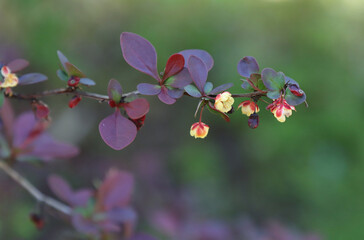 Flowering plant barberry.