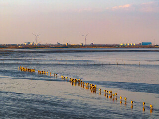Elks Run in Dafeng Elk National Nature Reserve in Yancheng

