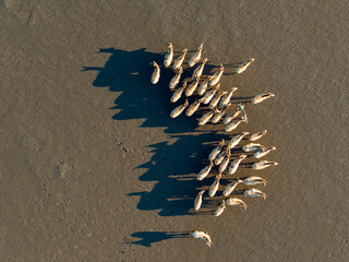 Elks Run in Dafeng Elk National Nature Reserve in Yancheng
