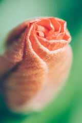 Macro photos of plants and flowers