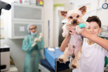 Closeup of cute little Yorkshire terrier with bandaged paw in hands of smiling teenager standing at...