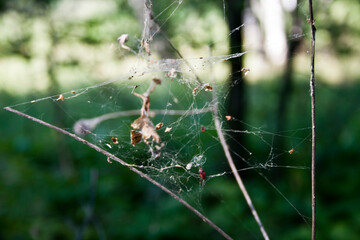 spider web in the forest, close-up, selective focus