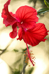 Closeup of Red hibiscus flower in the garden with bokeh background. Flower macro background wallpaper with empty space
