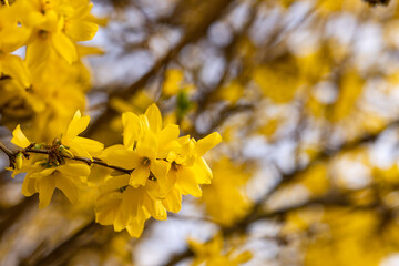Branches and forsythia flower close-up on a blurry background