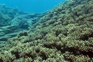 Mixed Acropora corals - Acropora sp.