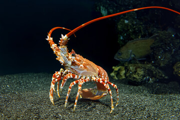 Southern spiny lobster - Palinurus gilchristi