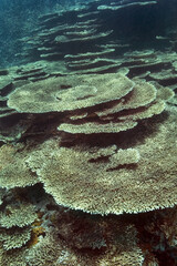 Table corals - Acropora sp.