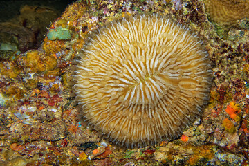 Common mushroom coral - Fungia fungites 
