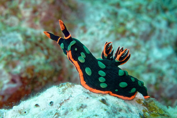 Variable neon slug / Dusky nembrotha - Nembrotha kubaryana