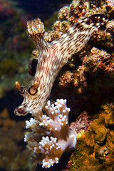 Nudibranch - Jorunna rubescens