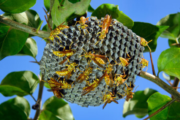 Indian paper wasp nest - Polistes hebraeus