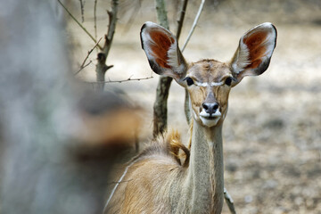 Greater kudu (female) - Tragelaphus strepsiceros - obrazy, fototapety, plakaty