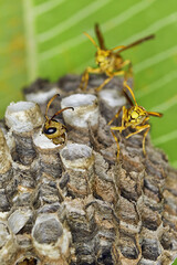 Indian paper wasp - Polistes hebraeus