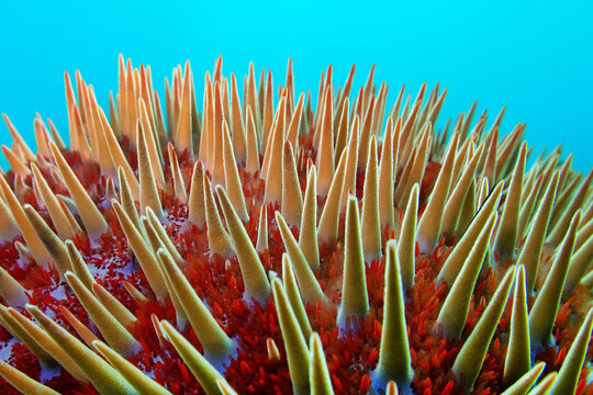 Crown-of-thorns starfish - Acanthaster planci 