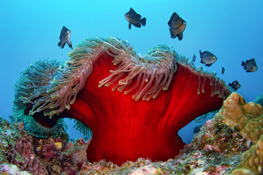Magnificent sea anemone (with Threespot dascyllus) - Heteractis magnifica (with Dascyllus trimaculatus)