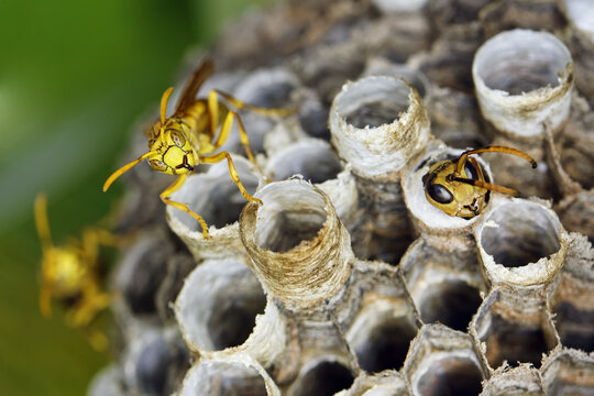 Indian paper wasp - Polistes hebraeus