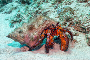 Giant spotted hermit crab - Dardanus megistos