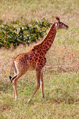 Naklejka na ściany i meble Southern giraffe (juvenile) - Giraffa giraffa