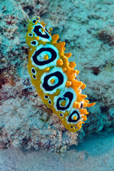 Ocellate Phyllidia - Phyllidia ocellata