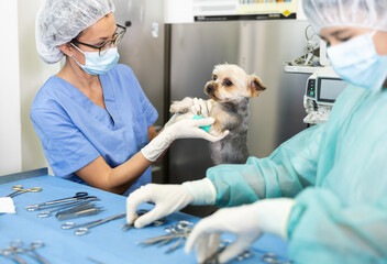 In veterinary clinic, woman doctor and guy assistant intern inspect Yorkshire terrier paw injury....