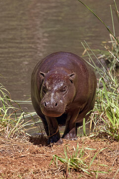 Pygmy hippopotamus - Choeropsis liberiensis / Hexaprotodon liberiensis