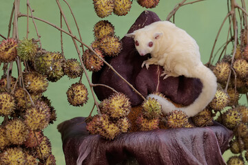 A female albino sugar glider is eating a ripe rambutan on a tree. This marsupial mammal has the...