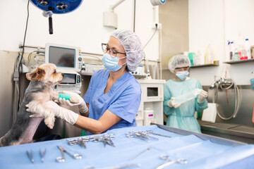 Caring professional female veterinarian examining cute little Yorkshire Terrier during check-up at...
