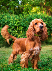 A dog of the English cocker spaniel breed stands on the background of a green park. Portrait. The dog is ten months old. The dog has a fluffy and long coat. The photo is blurred.