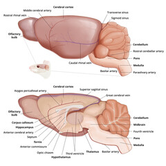 Mouse brain anatomy diagram with annotation. Lateral view and sagittal section of the brain. Medical infographic, isaolated on transparent background.